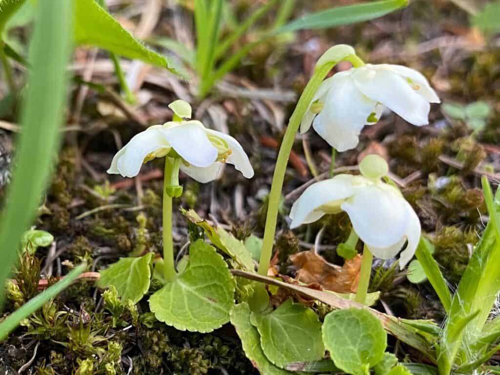 Moneses uniflora