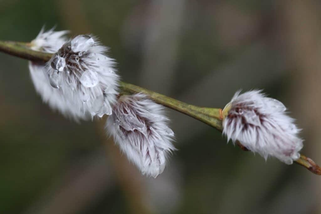 Weidenkätzchen