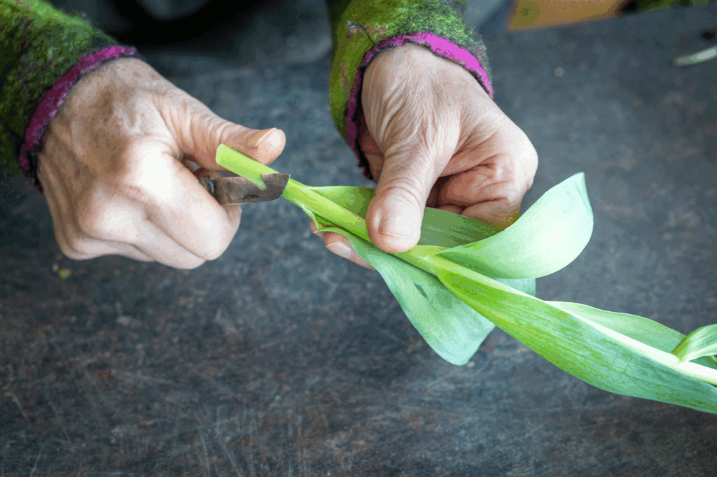 Blogbeitrag krautige Blumen