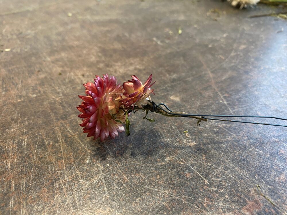 Trockenfloristik
